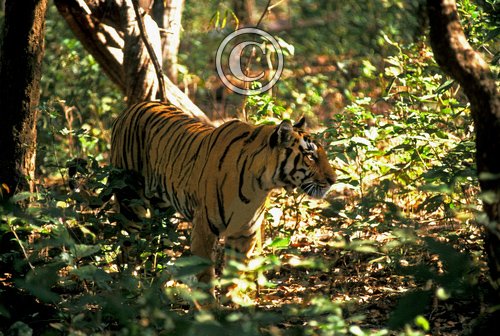 Indian Tiger O235